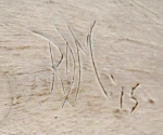 Thumbnail Image: Mute Swan Wood Carving by Robert Moreland 