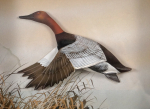 Thumbnail Image: Canvas Back Duck Diorama by J.Q. Whipple #1