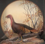 Thumbnail Image: Turkey Game Bird Diorama by J.Q. Whipple #6 