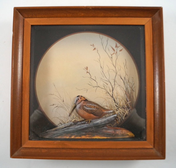Woodcock Game Bird Diorama by J.Q. Whipple #7