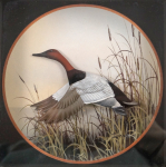 Thumbnail Image: Canvas Back Duck Diorama by J.Q. Whipple #2