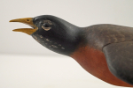 Thumbnail Image: Life-Size Robin Bird Wood Carving by Finney